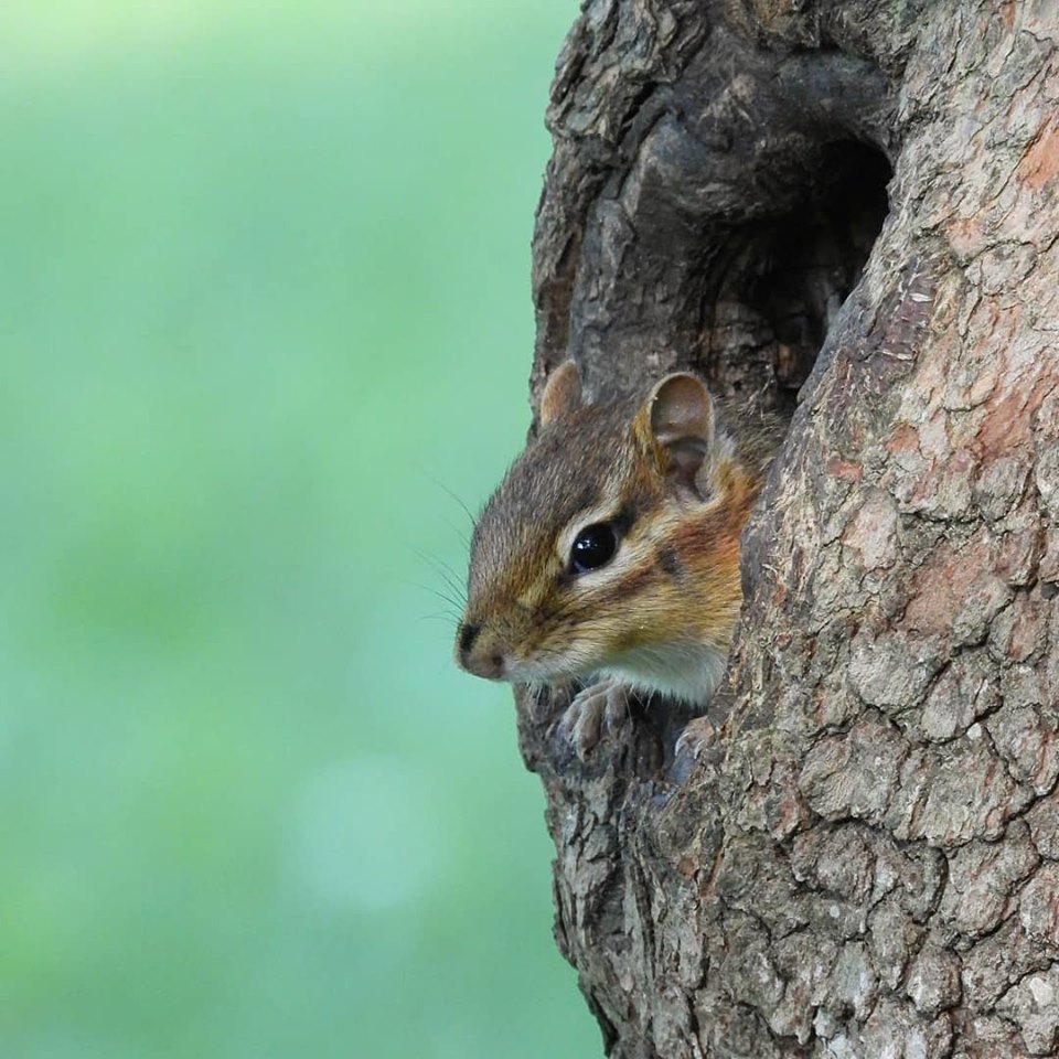 Cute chipmunk by minx267