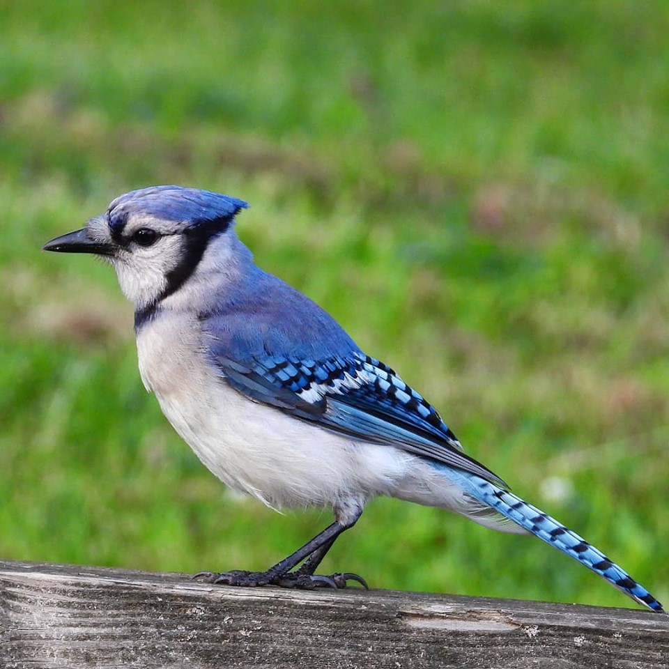 Blue Jay by minx267 Blue Jay by minx267