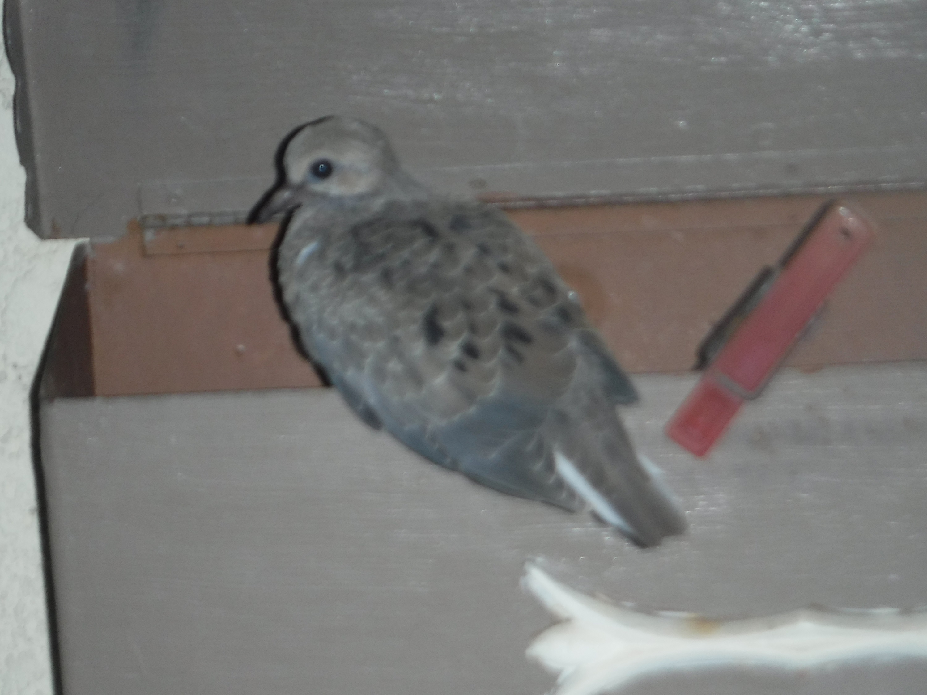 Photo I took of the baby/young mourning dove on my mailbox this morning