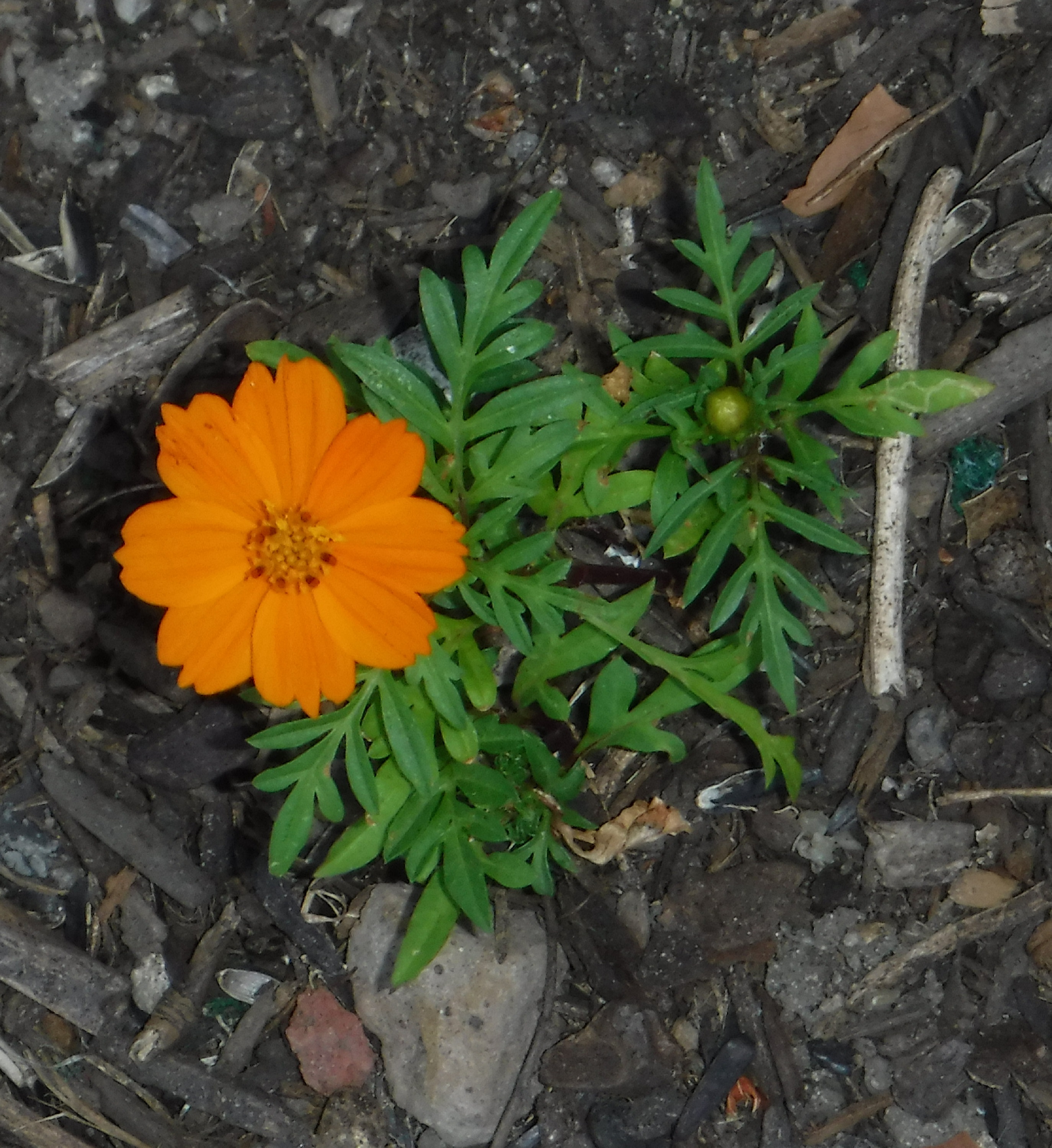 Photo taken by me 7-19-19 Photo taken by me 7-19-19