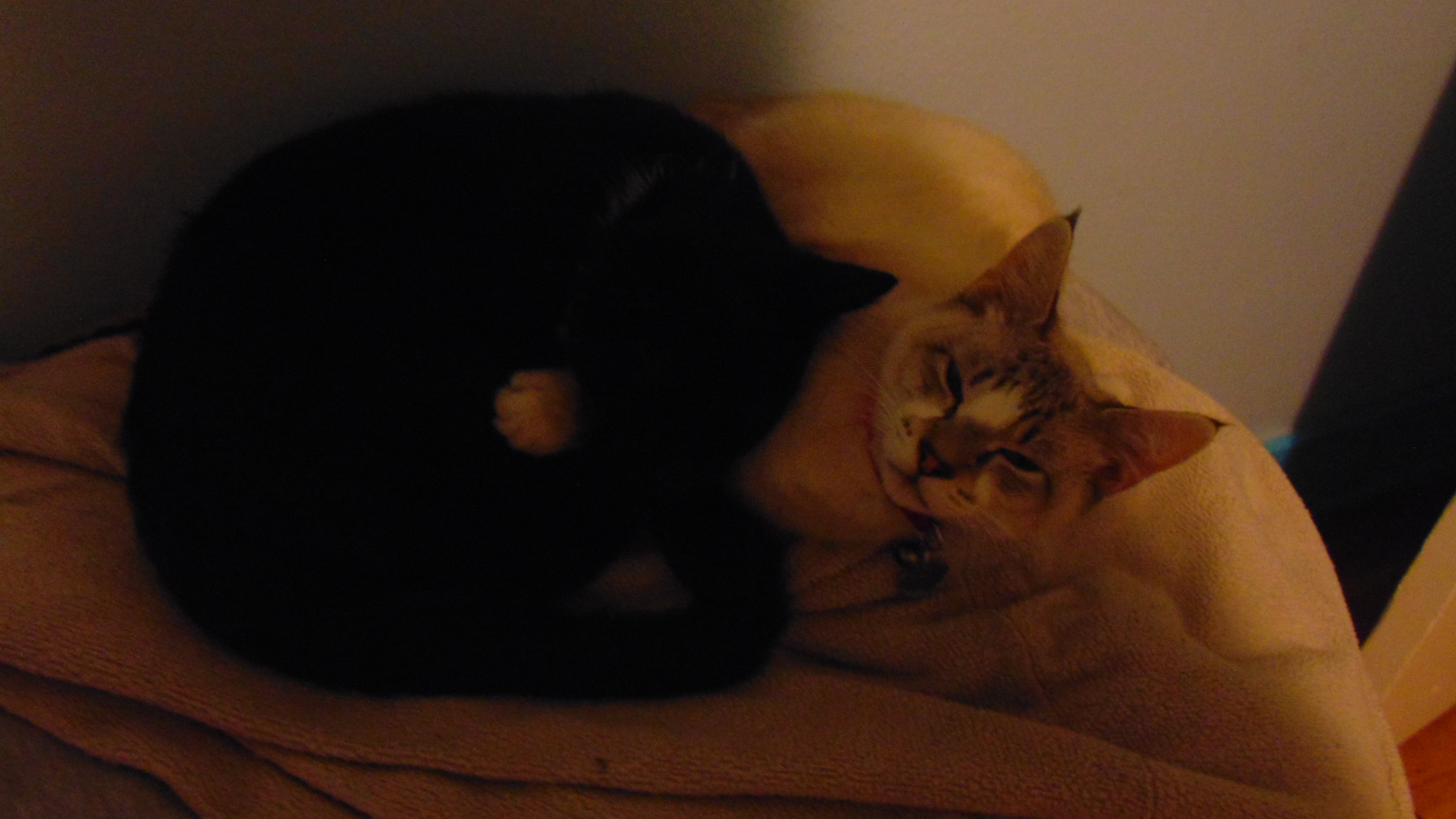 two cats