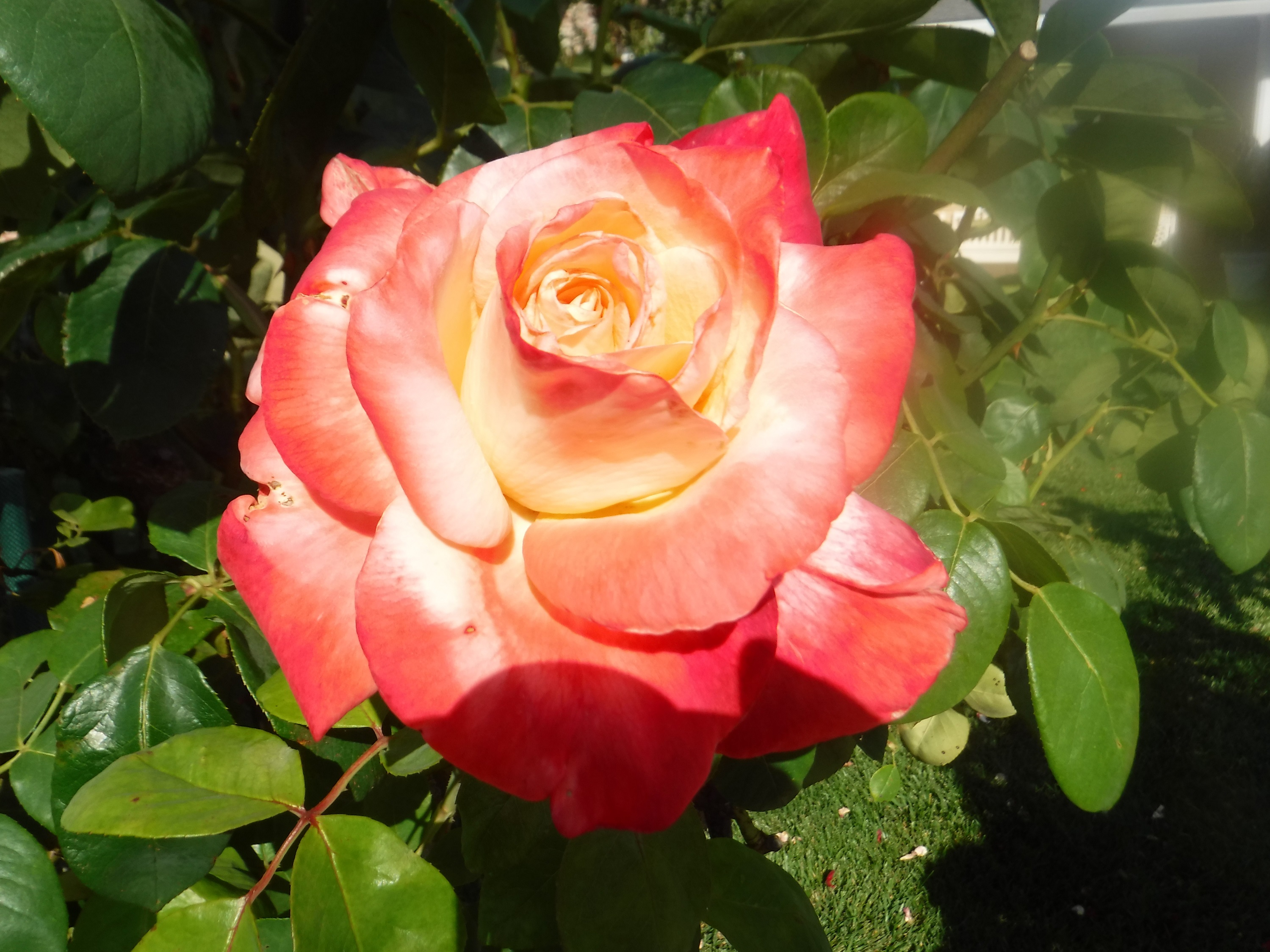 Photo taken by me 7-19-19 Photo taken by me 7-19-19