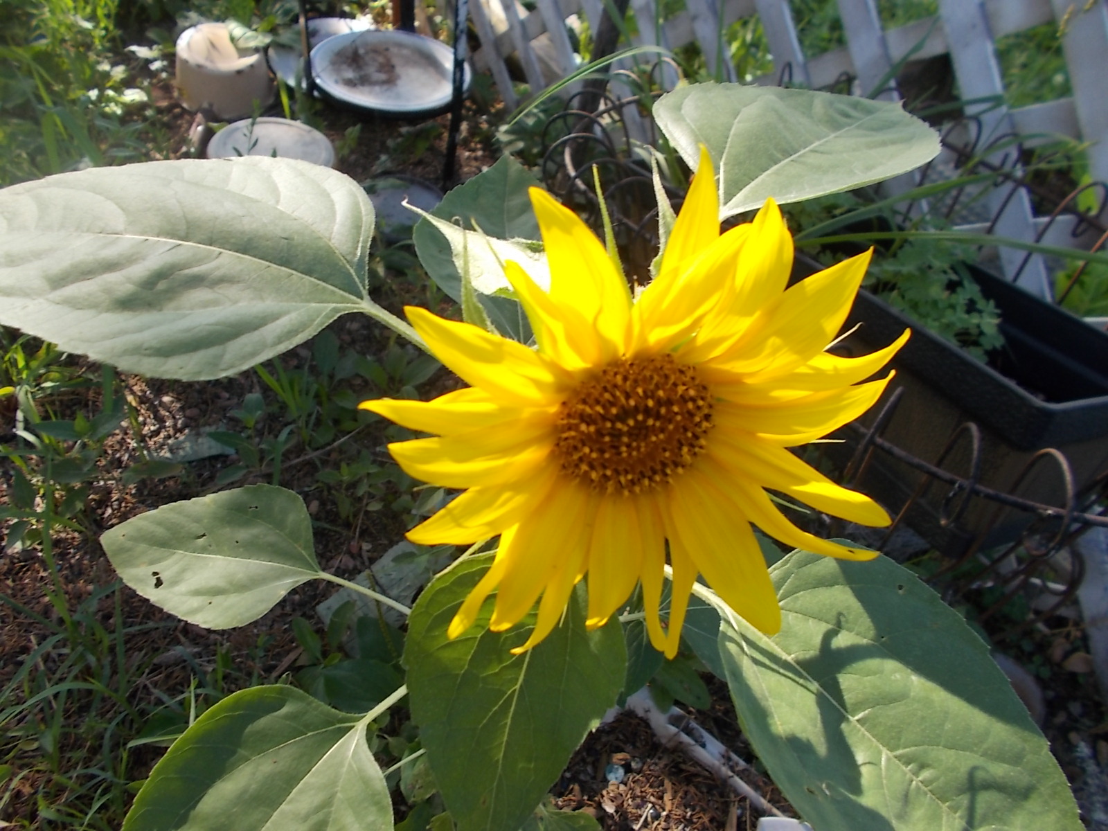 sunflower from bird seed sunflower from bird seed