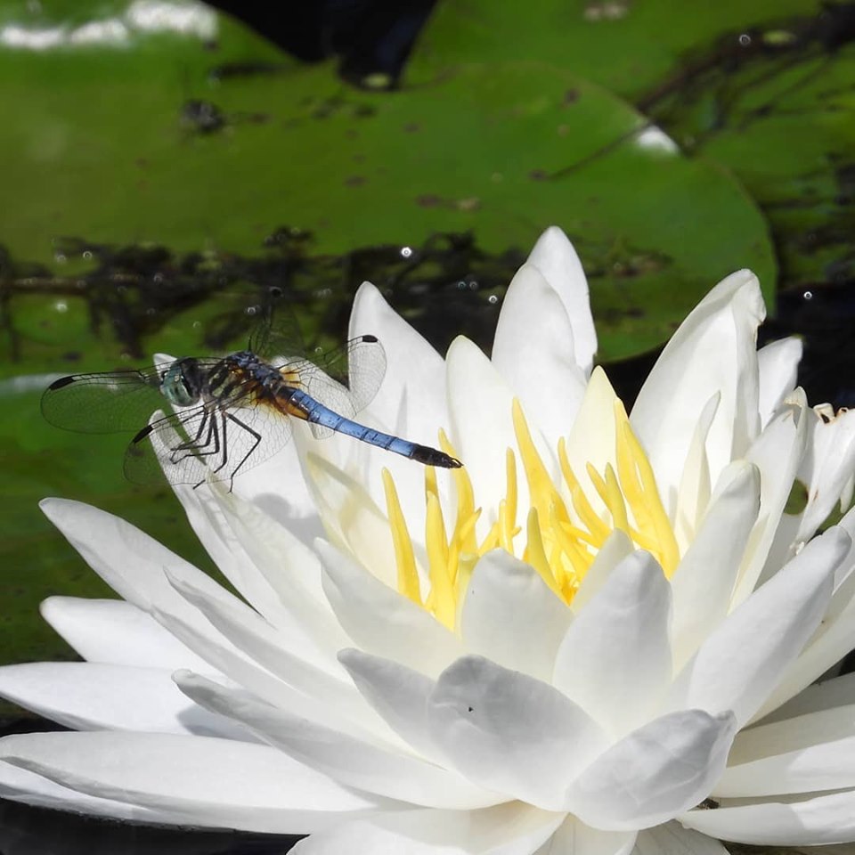 blue dragon fly and Lotus flower blue dragon fly and Lotus flower