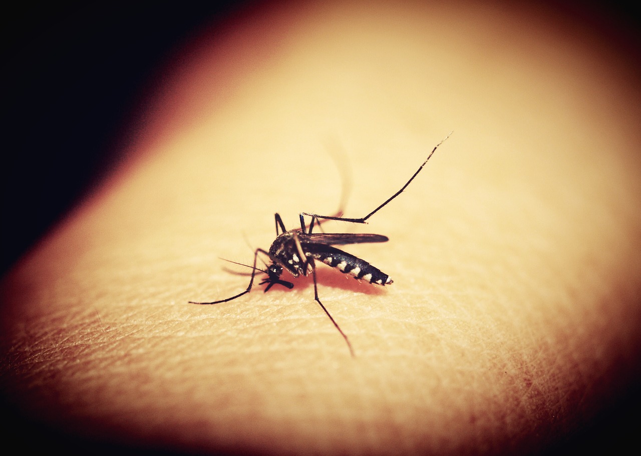 https://pixabay.com/photos/mosquitoe-mosquito-malaria-gnat-1548975/ https://pixabay.com/photos/mosquitoe-mosquito-malaria-gnat-1548975/