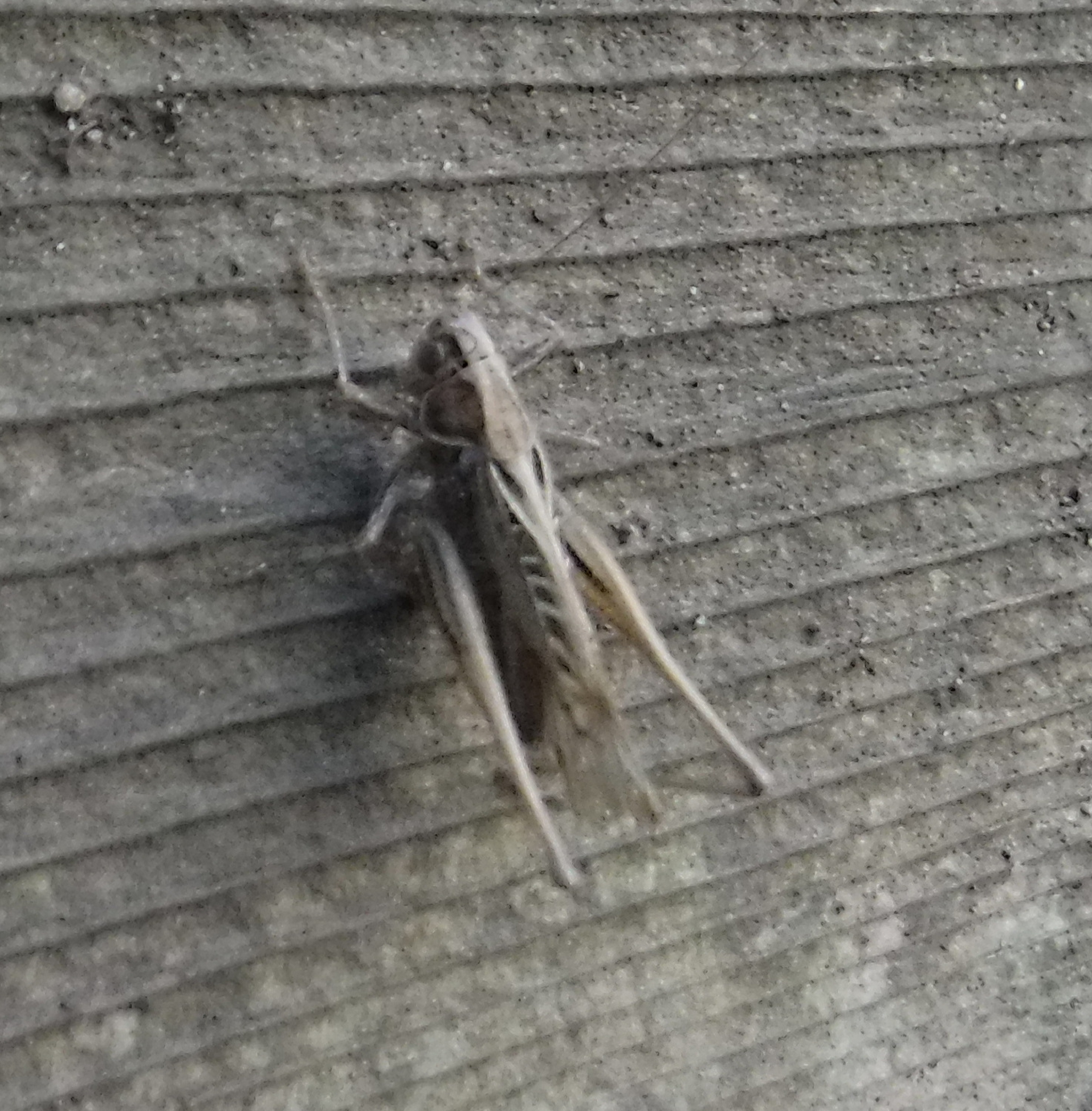 Photo of a grasshopper one of the kids discovered at work
