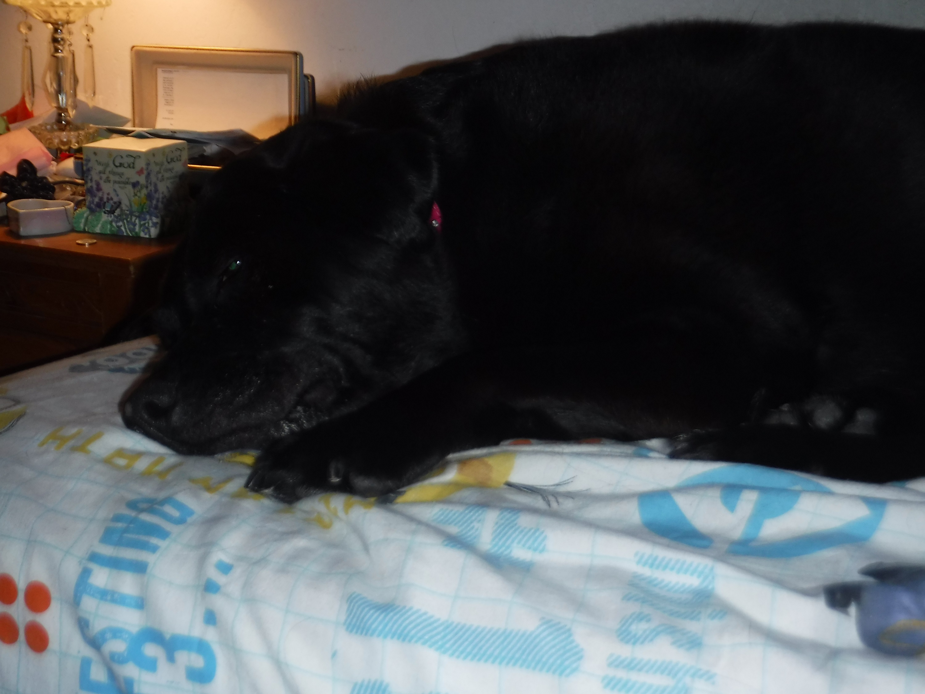 Photo taken by me of Angel on my bed Photo taken by me of Angel on my bed