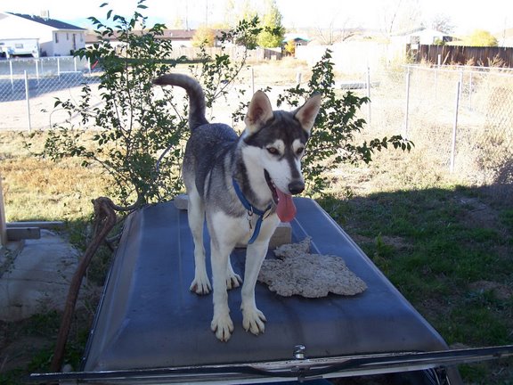 My new dog, Dakota - My wife and I just adopted a new dog today, his name is Dakota. Isn't he pretty?  we have another dog her name is buttercup. you can see all of our new dog pictiers at my online photo ablum  http://picasaweb.google.com/patrick32665/ButtercupHolloween2006
