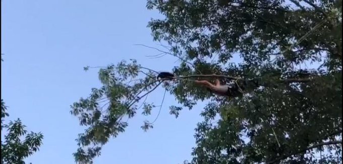 Coco being rescued by a tree service in New Jersey Coco being rescued by a tree service in New Jersey