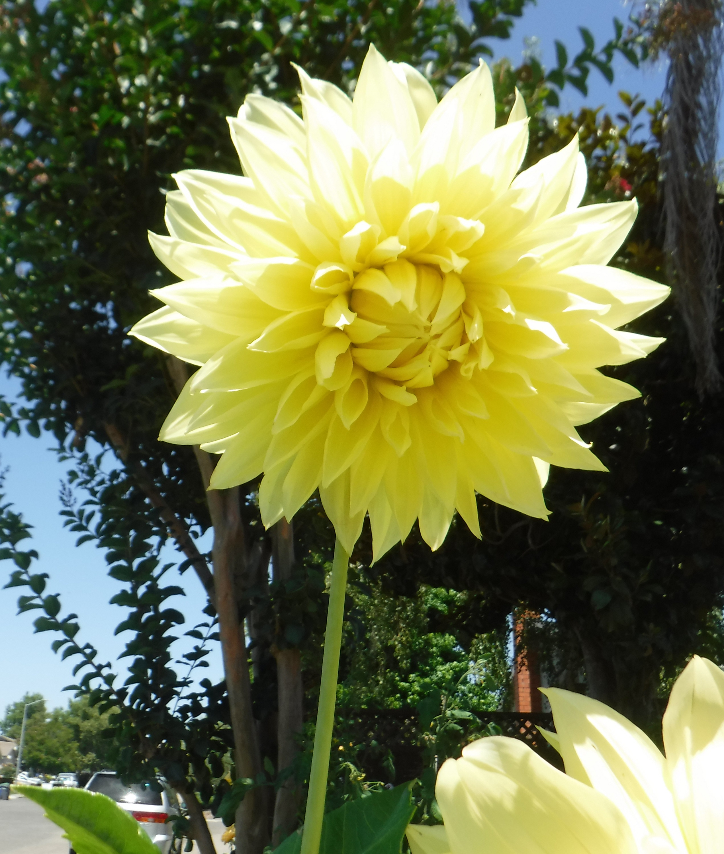Photo taken by me 7-30-19 Photo taken by me 7-30-19