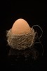 egg in the nest - egg laying in the nest