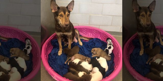A mom and 10 dogs are in foster care in Dallas Texas