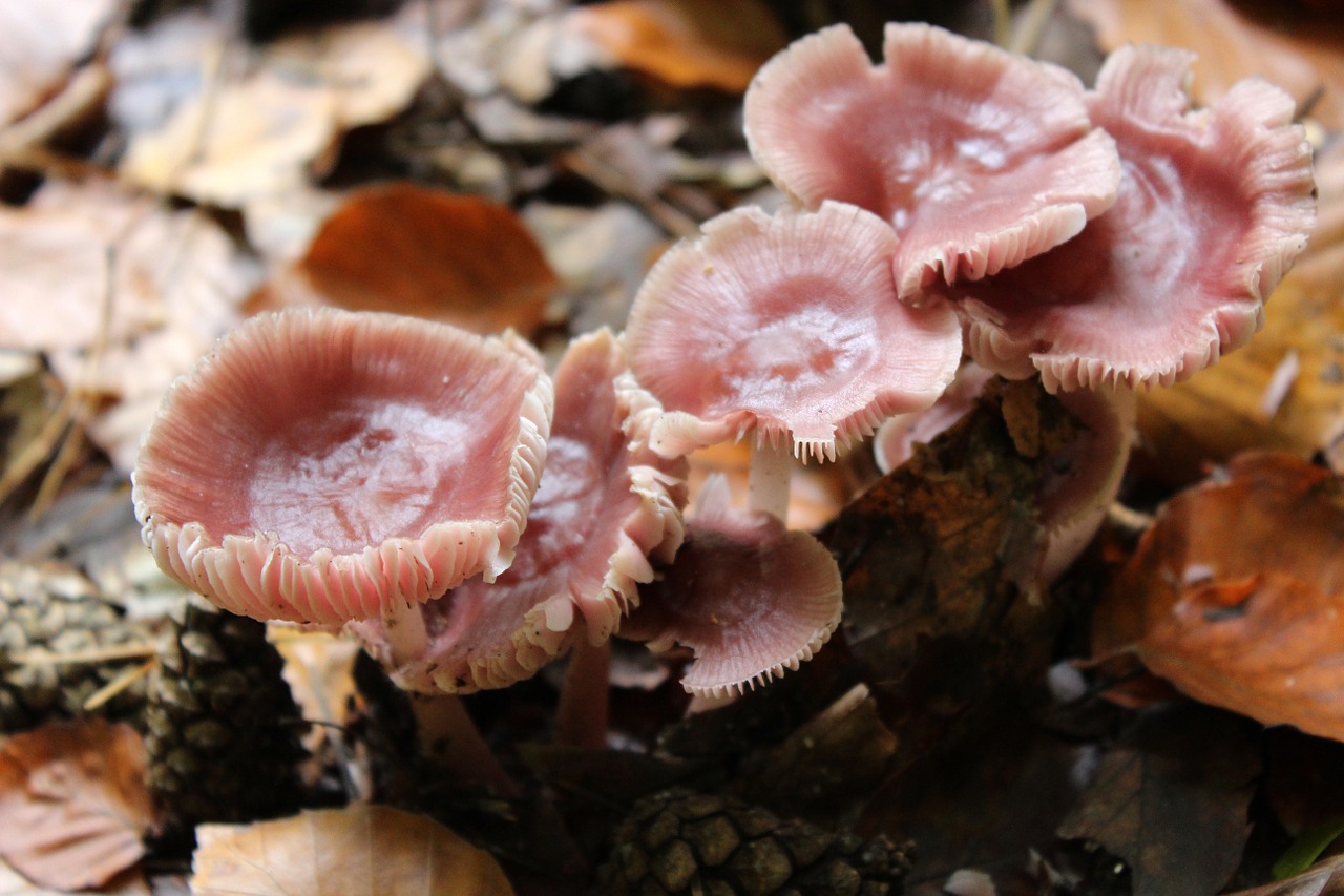 https://pixabay.com/photos/mushroom-pink-forest-mushrooms-194206/