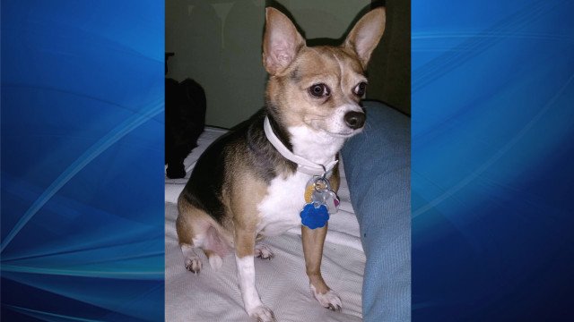 Joy the nine year old Chihuaha who was inside a stolen auto in Florida