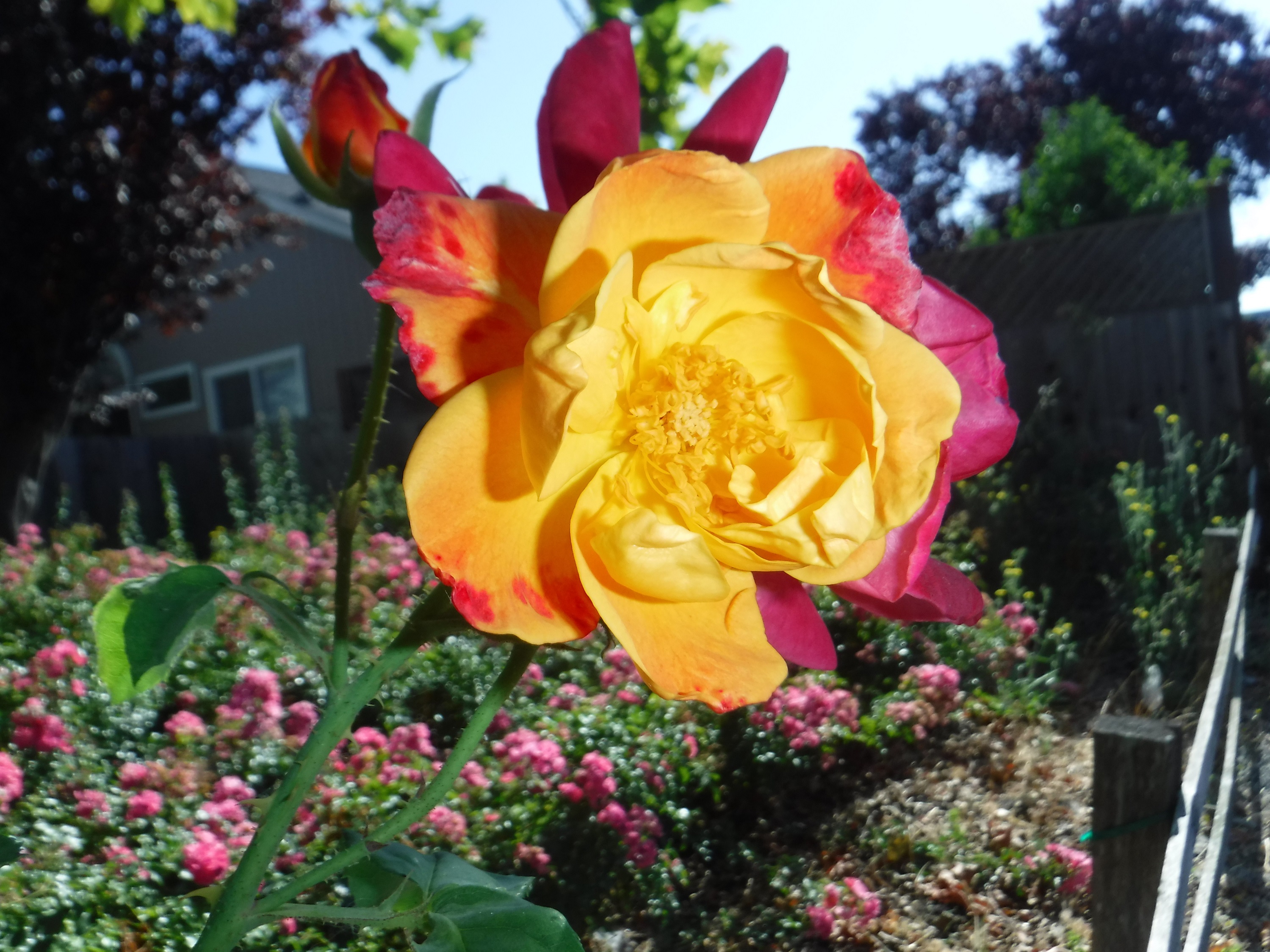 Photo taken by me 8-3-19 Photo taken by me 8-3-19