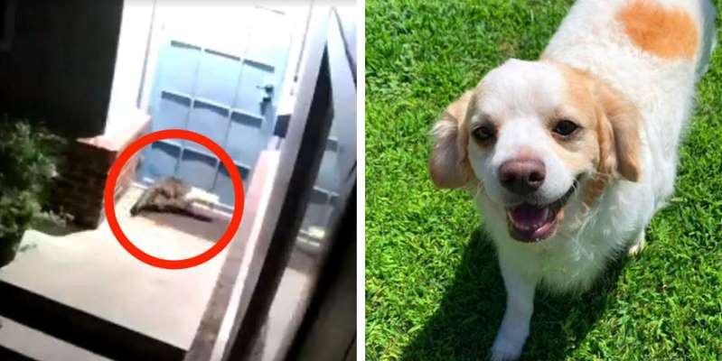 Max ther hero dog Max ther hero dog