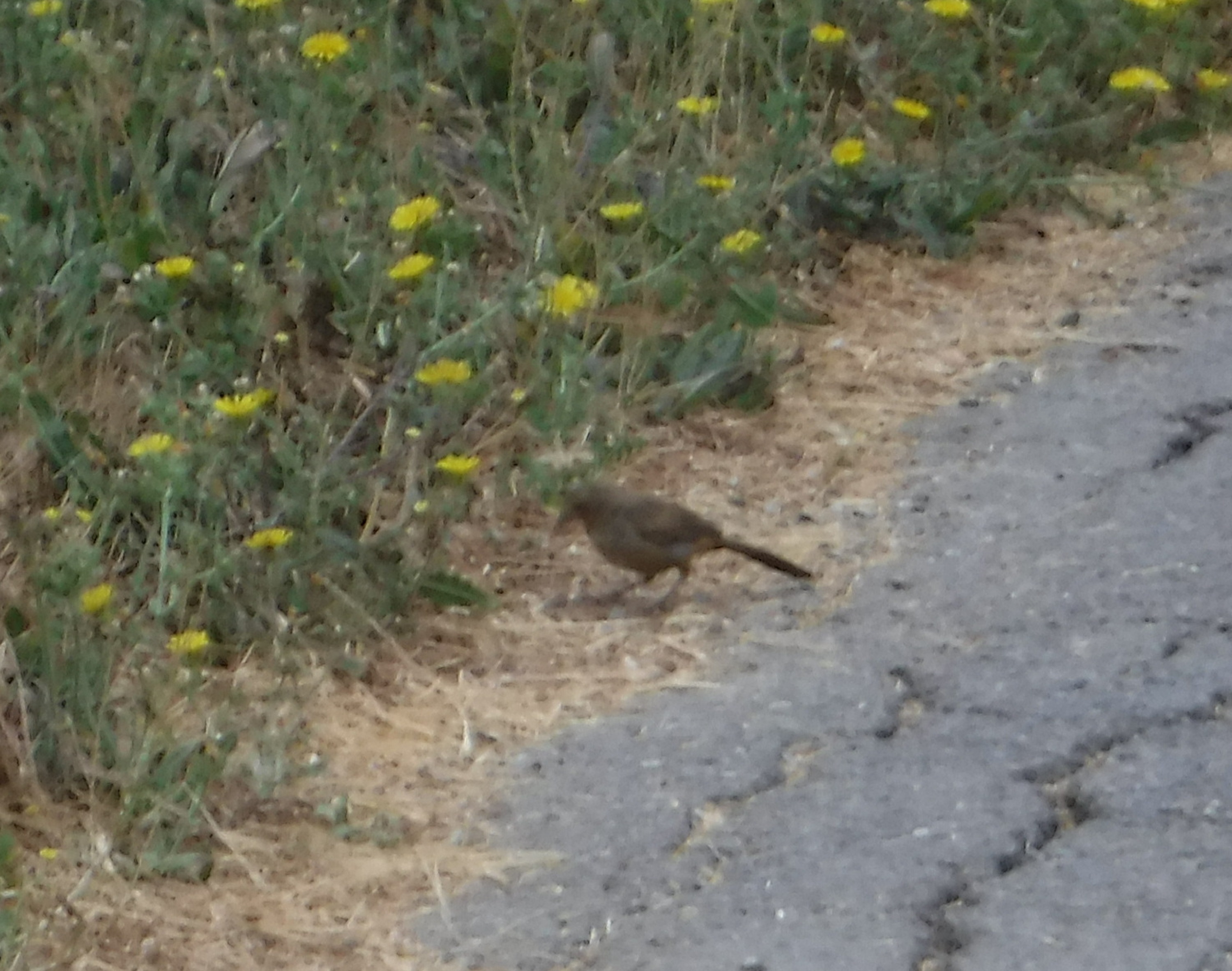Photo taken by me 8-5-19 Photo taken by me 8-5-19