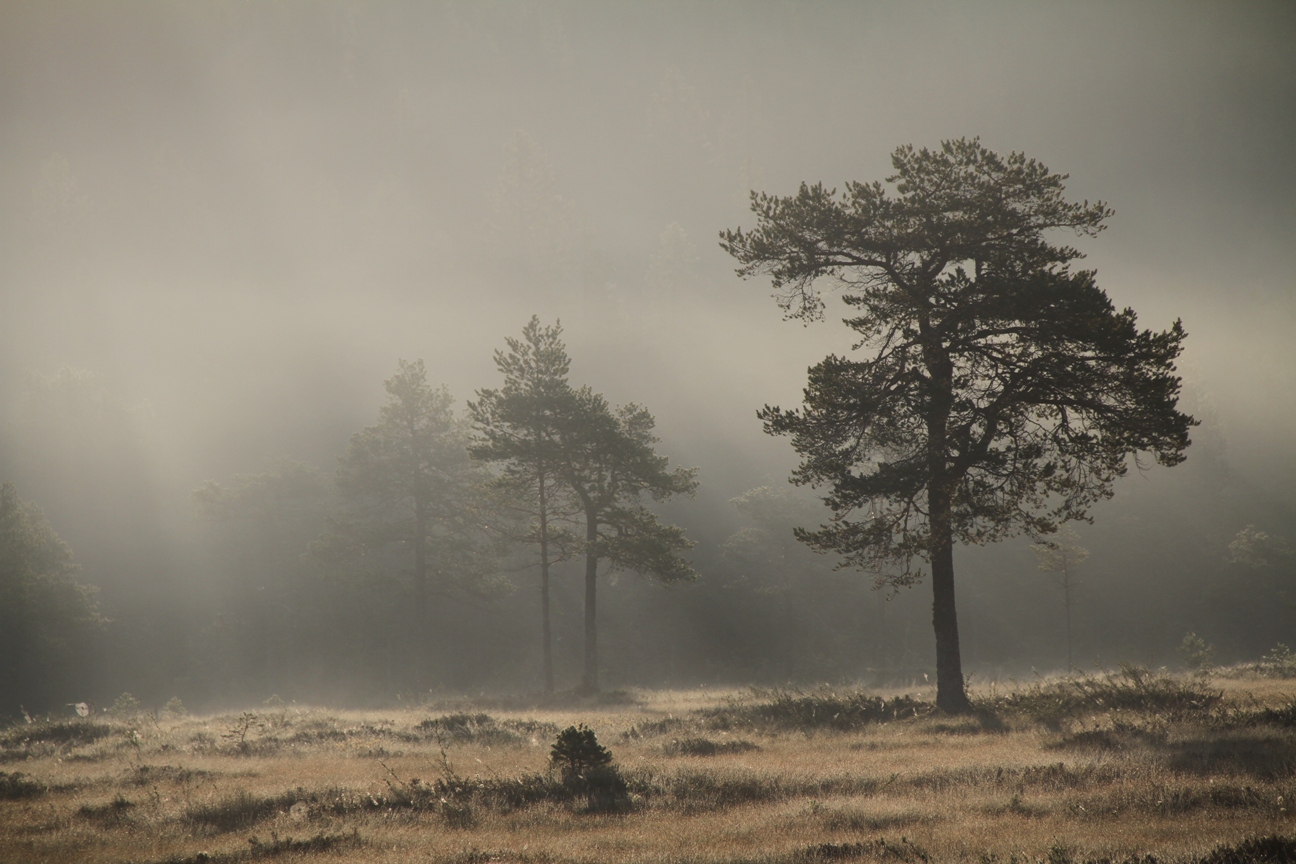 Fog in the forest