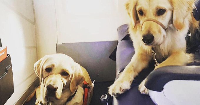 Ruby and Chanel are service dogs that will provide relief to people in El Paso