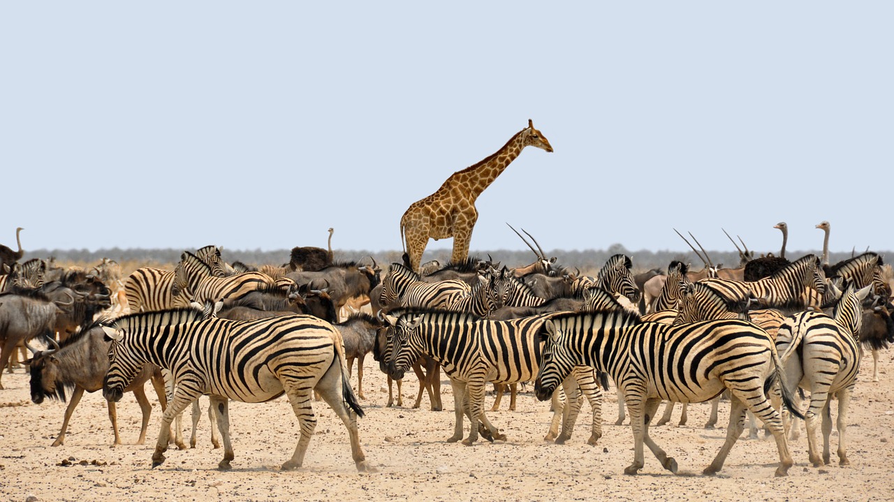 https://pixabay.com/photos/zebra-gnu-giraffe-africa-namibia-1170177/