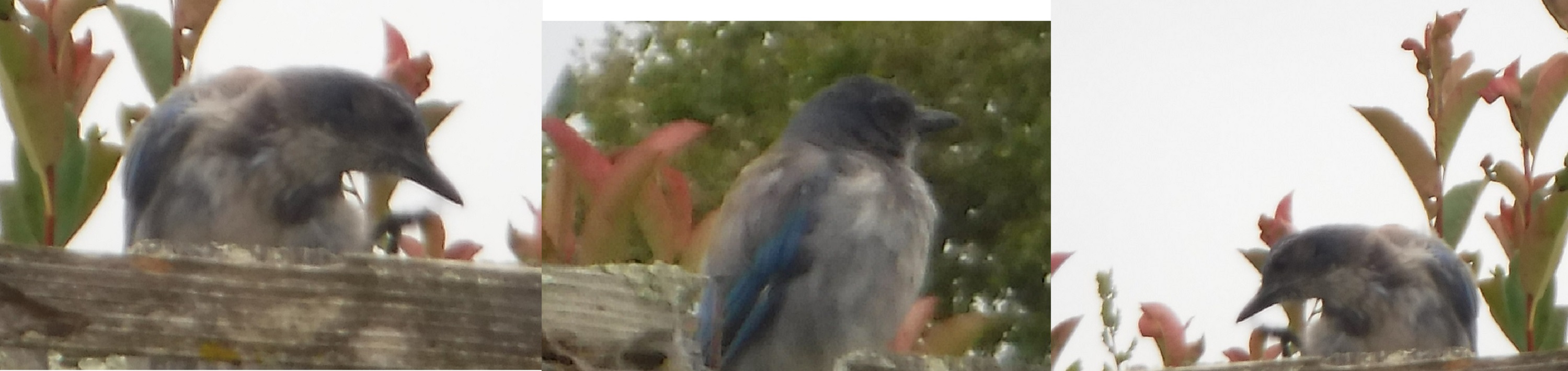 Collage I made from photos I took of blue jays Collage I made from photos I took of blue jays