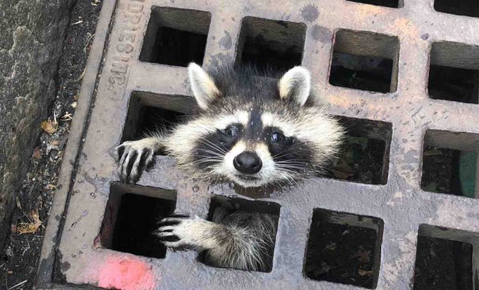 A raccoon that needed to be rescued in Massachusetts A raccoon that needed to be rescued in Massachusetts