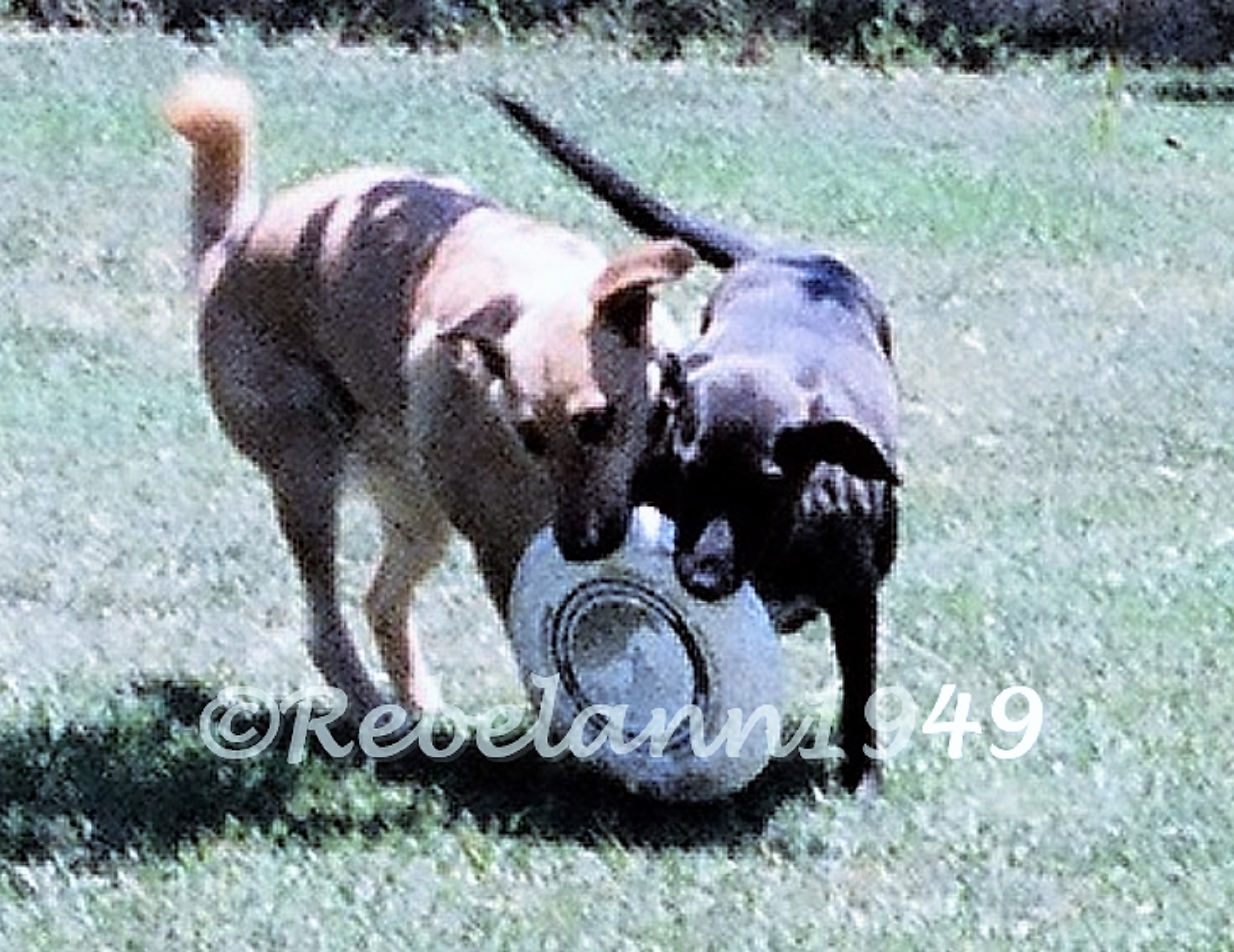 I took this shot in the mid 1980s of Rebel and Sandi. I took this shot in the mid 1980s of Rebel and Sandi.