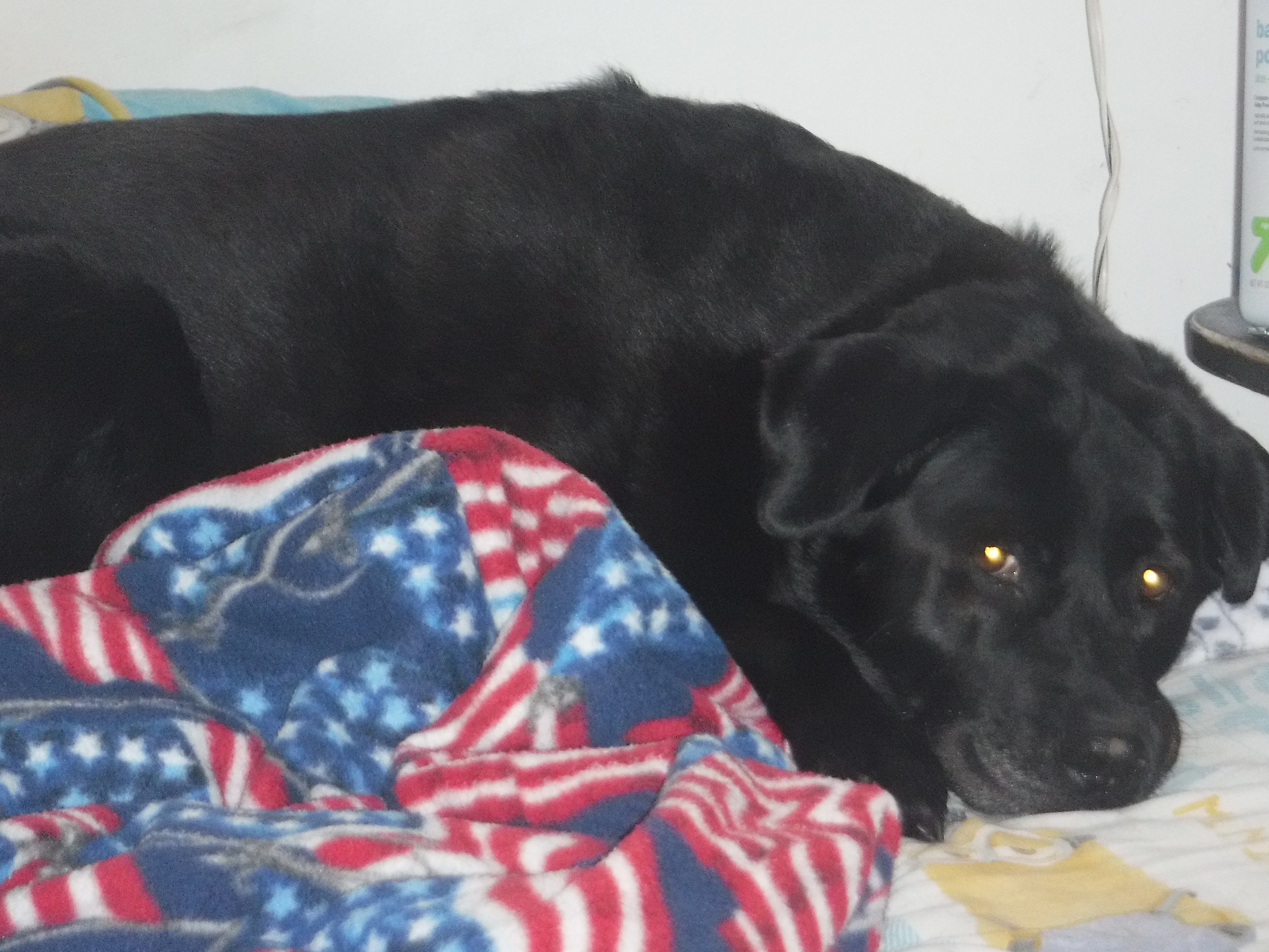 Photo I took of Angel on my bed this morning Photo I took of Angel on my bed this morning