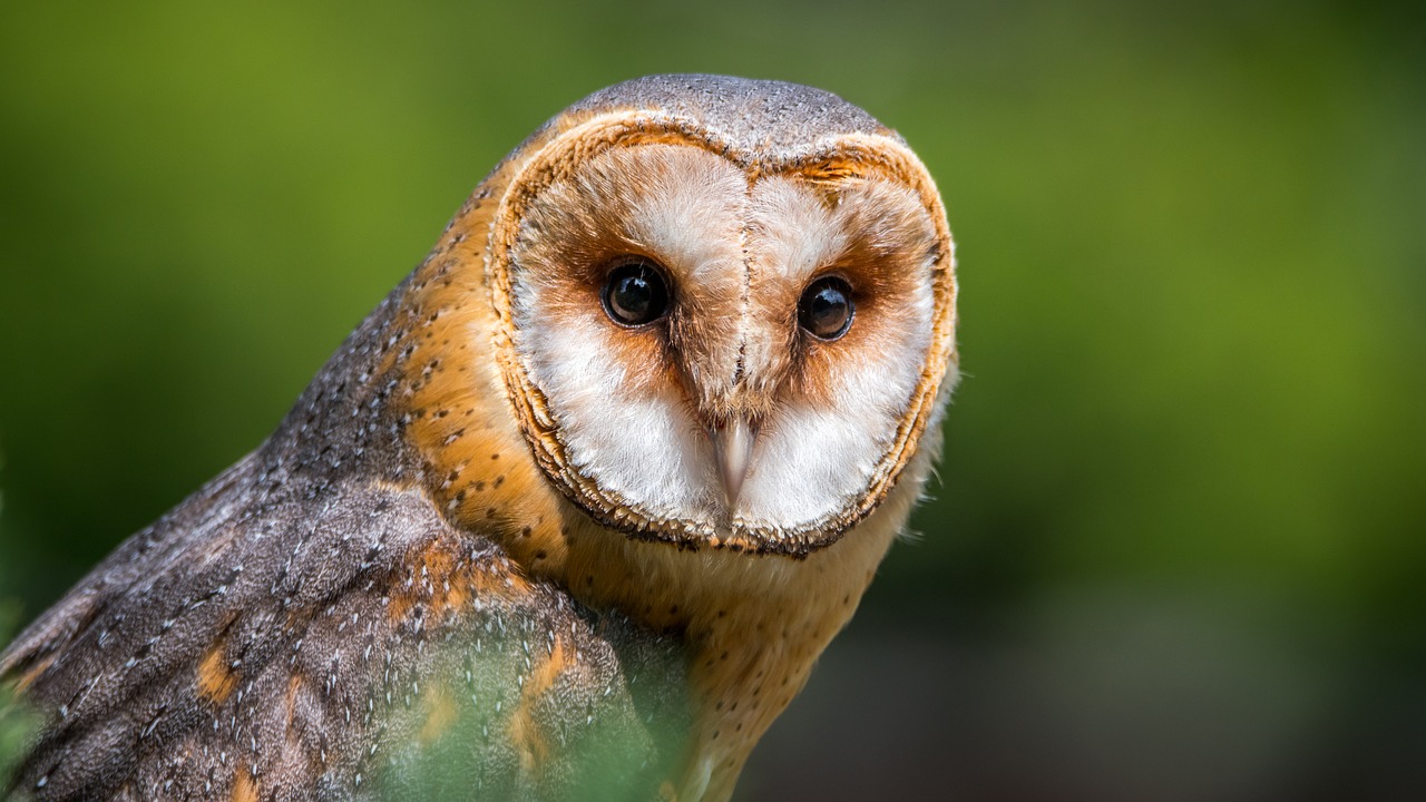 https://pixabay.com/photos/barn-owl-owl-bird-predator-beak-2550068/ https://pixabay.com/photos/barn-owl-owl-bird-predator-beak-2550068/