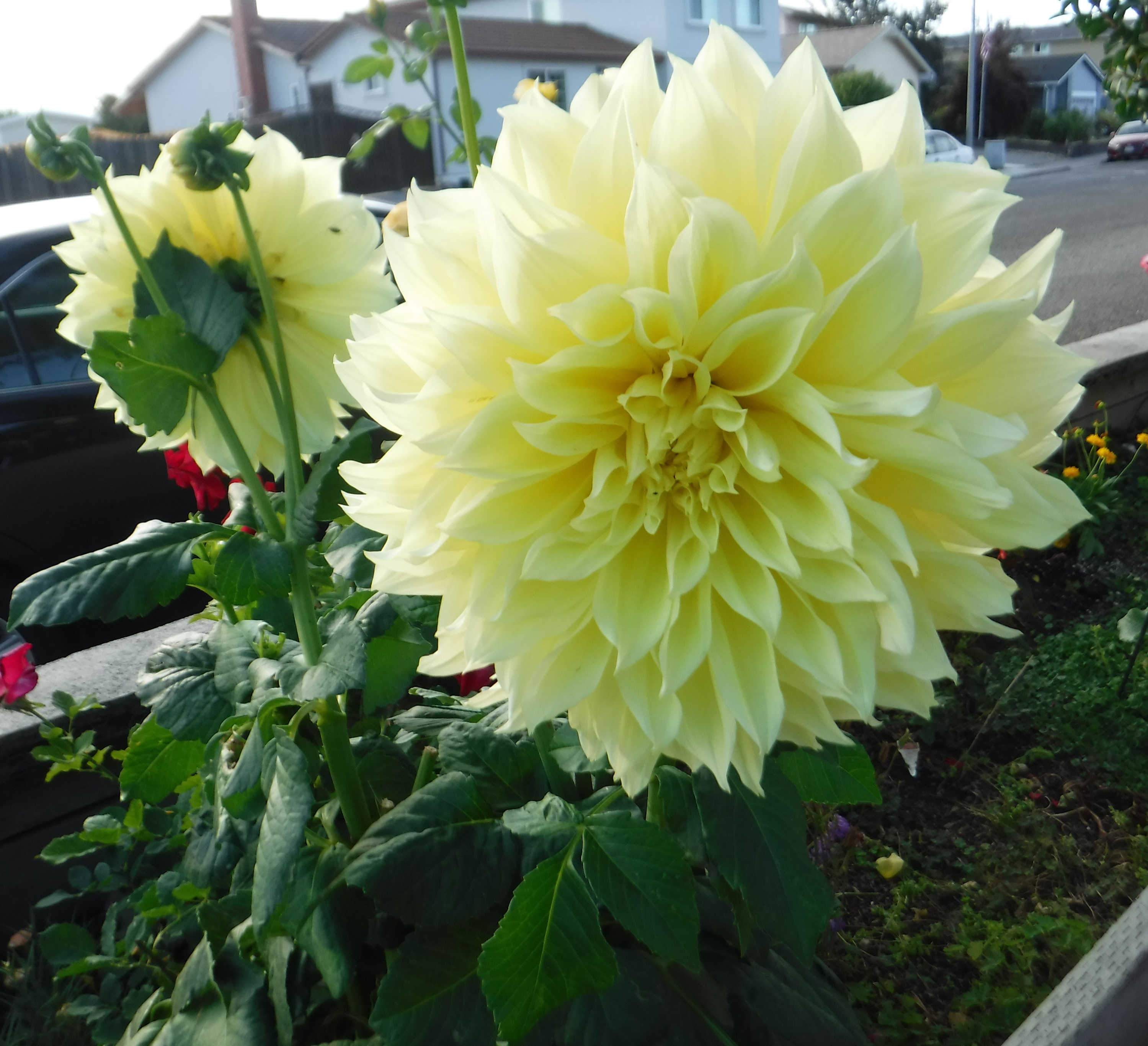 Photo taken by me 8-9-19 Photo taken by me 8-9-19
