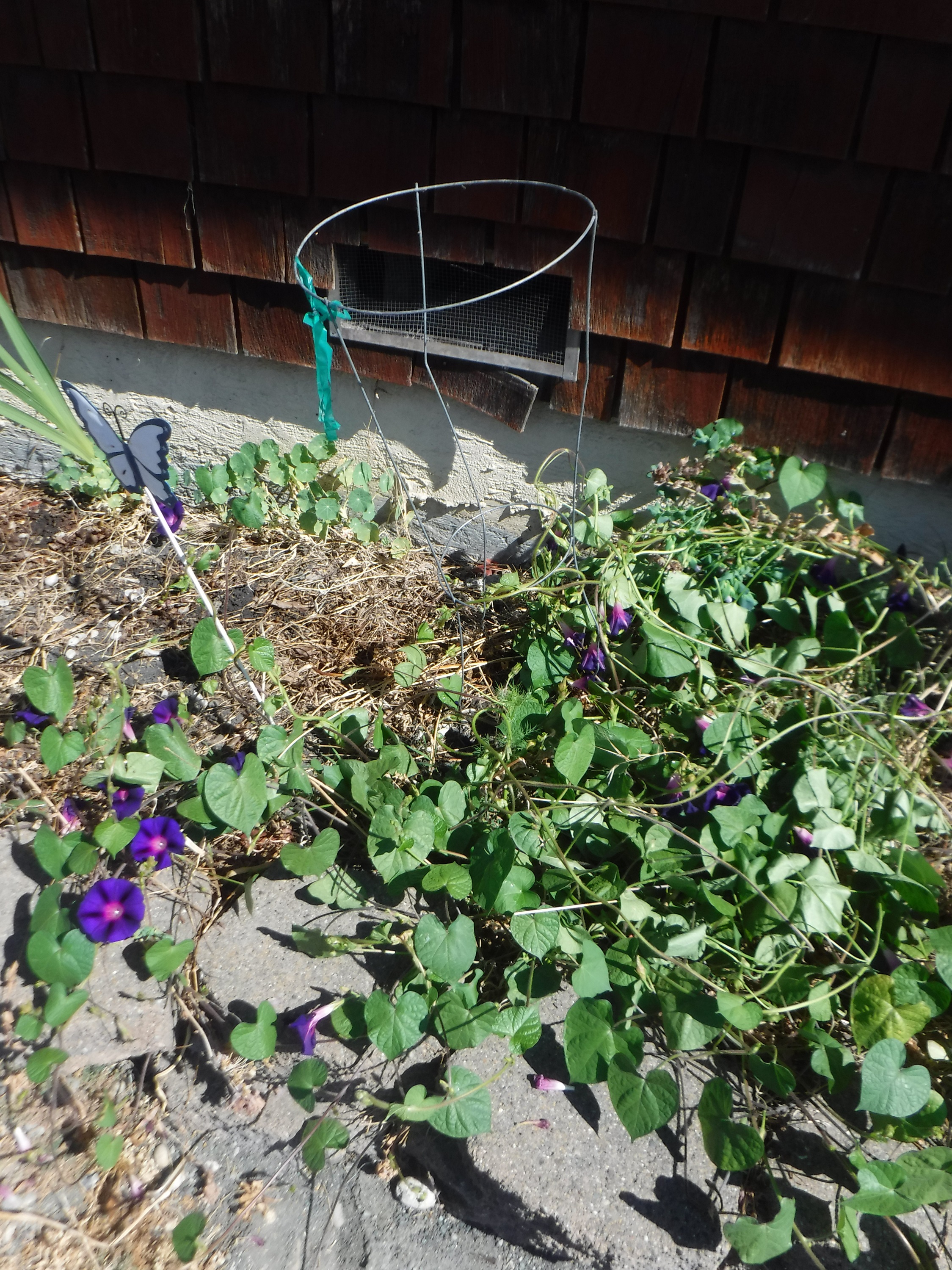 Photo of the morning glories out front and the tomato cage I hope they'll climb Photo of the morning glories out front and the tomato cage I hope they'll climb
