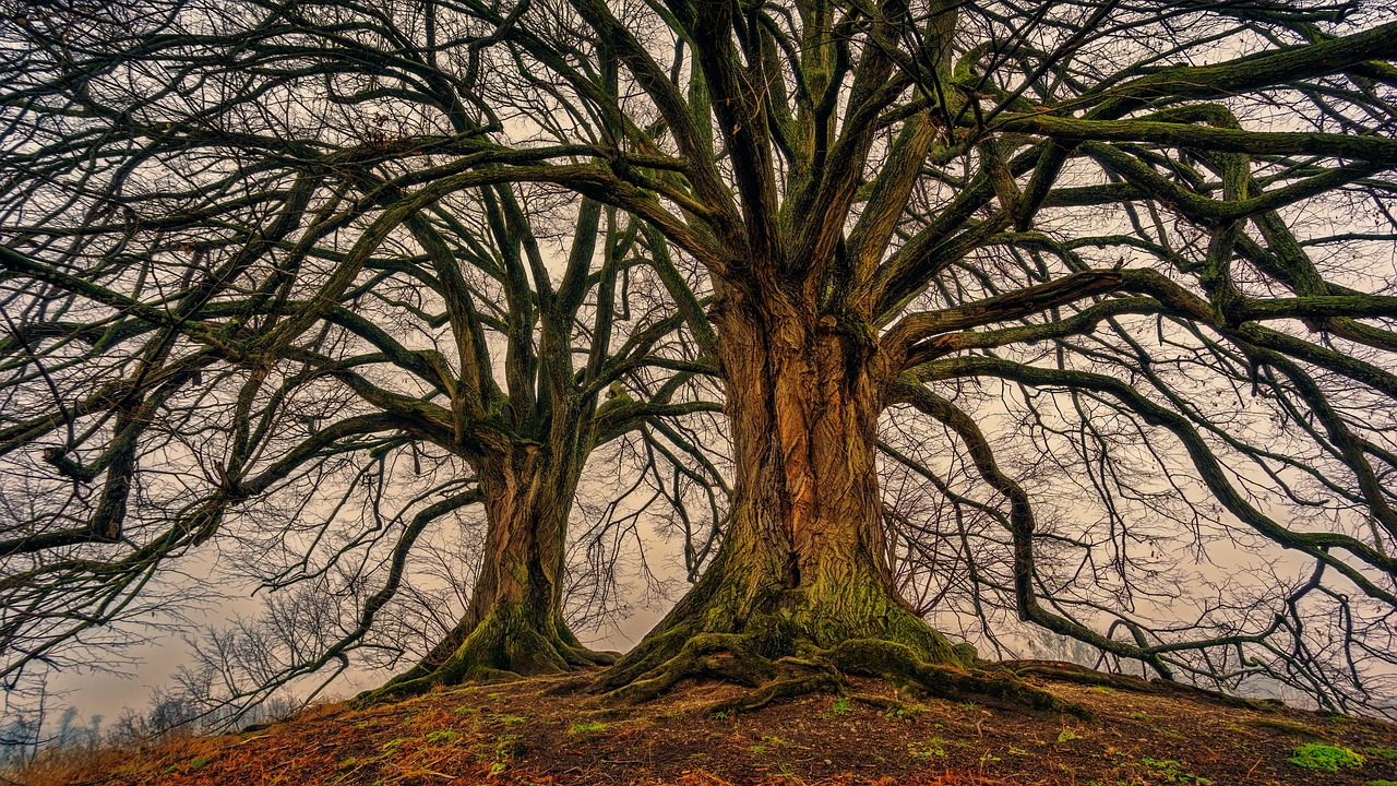 We are not trees but we can learn a lot from them just the same We are not trees but we can learn a lot from them just the same