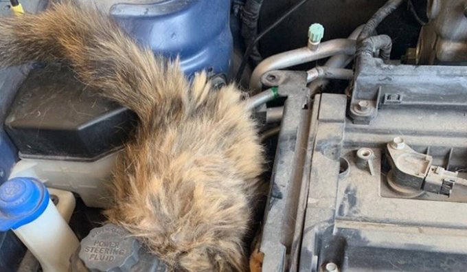 Cat stuck inside of an engine in Tucson Arizona Cat stuck inside of an engine in Tucson Arizona
