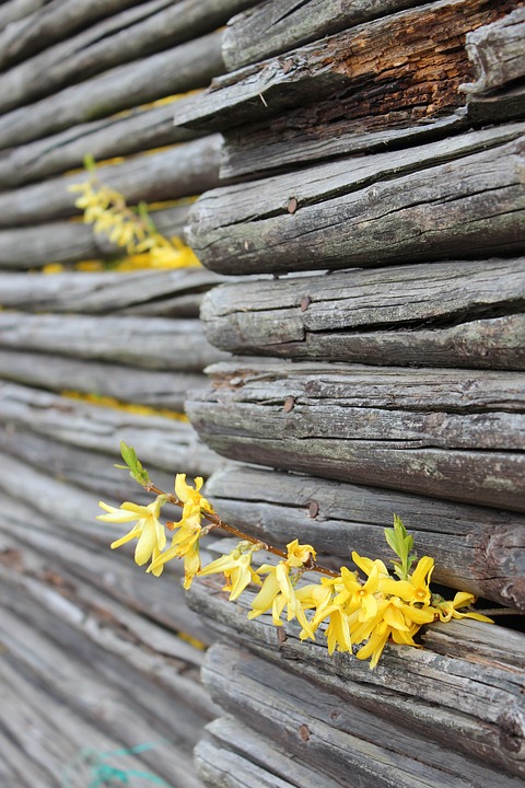 Do not let detachment fence you off from the flowers of love. Love wants to be itself in all things Do not let detachment fence you off from the flowers of love. Love wants to be itself in all things