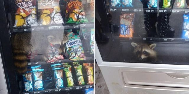 A trapped raccoon inside of a vending machine in Florida