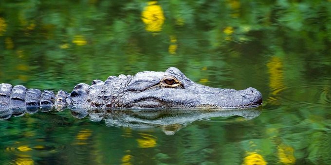 An alligator sighting in St. Petersburg Florida