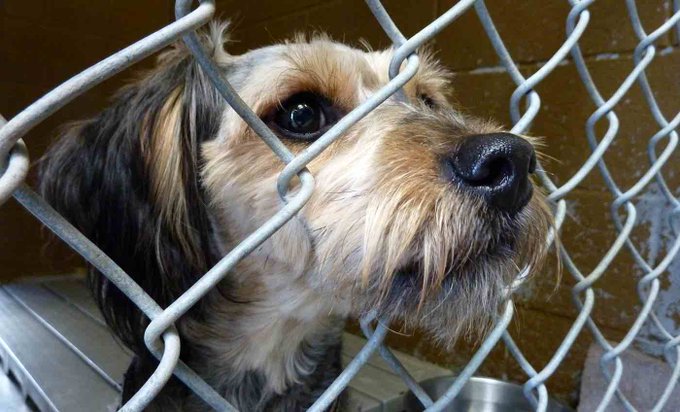 Delaware is the first state to adopt a no kill policy of animals in their state