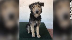 A story of a resue dog who will star in a movie for Disney Studios A story of a resue dog who will star in a movie for Disney Studios