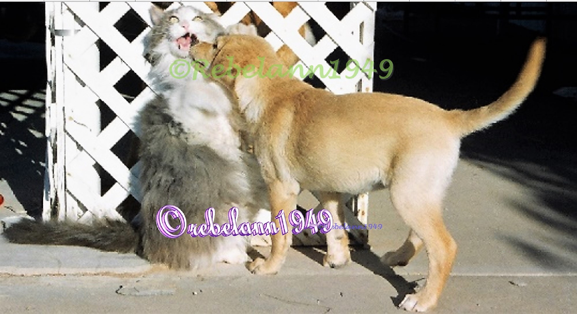 The pup is Sophie, she followed Spunky all over the yard trying to find out what he had caught, as you can see she caught up with him, I too this shot in 1995. The pup is Sophie, she followed Spunky all over the yard trying to find out what he had caught, as you can see she caught up with him, I too this shot in 1995.