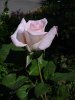 Rose - Pink rose