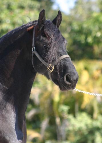 Friesian - Friesian gelding