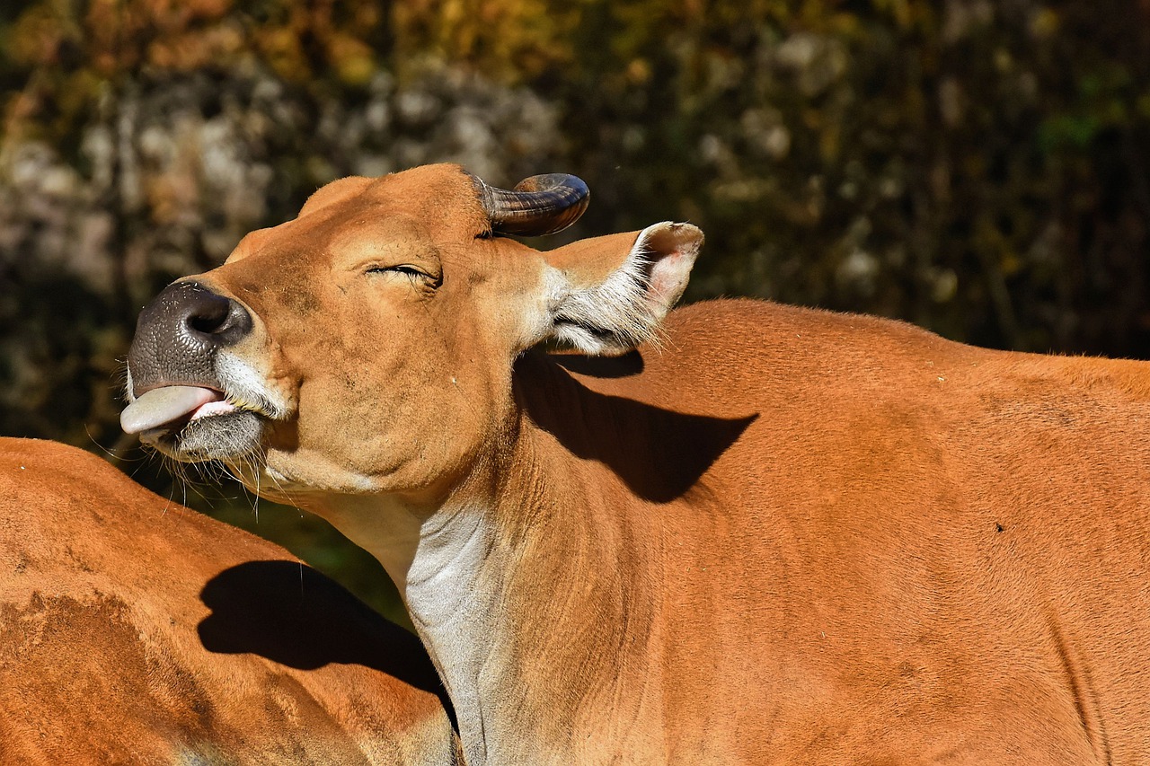 https://pixabay.com/photos/banteng-beef-bos-javanicus-wild-4419635/ https://pixabay.com/photos/banteng-beef-bos-javanicus-wild-4419635/