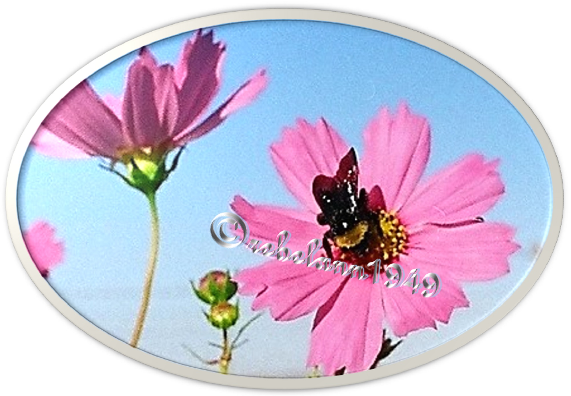 A beautiful bee on a cosmos flower, I took this way back in the late 1990s.