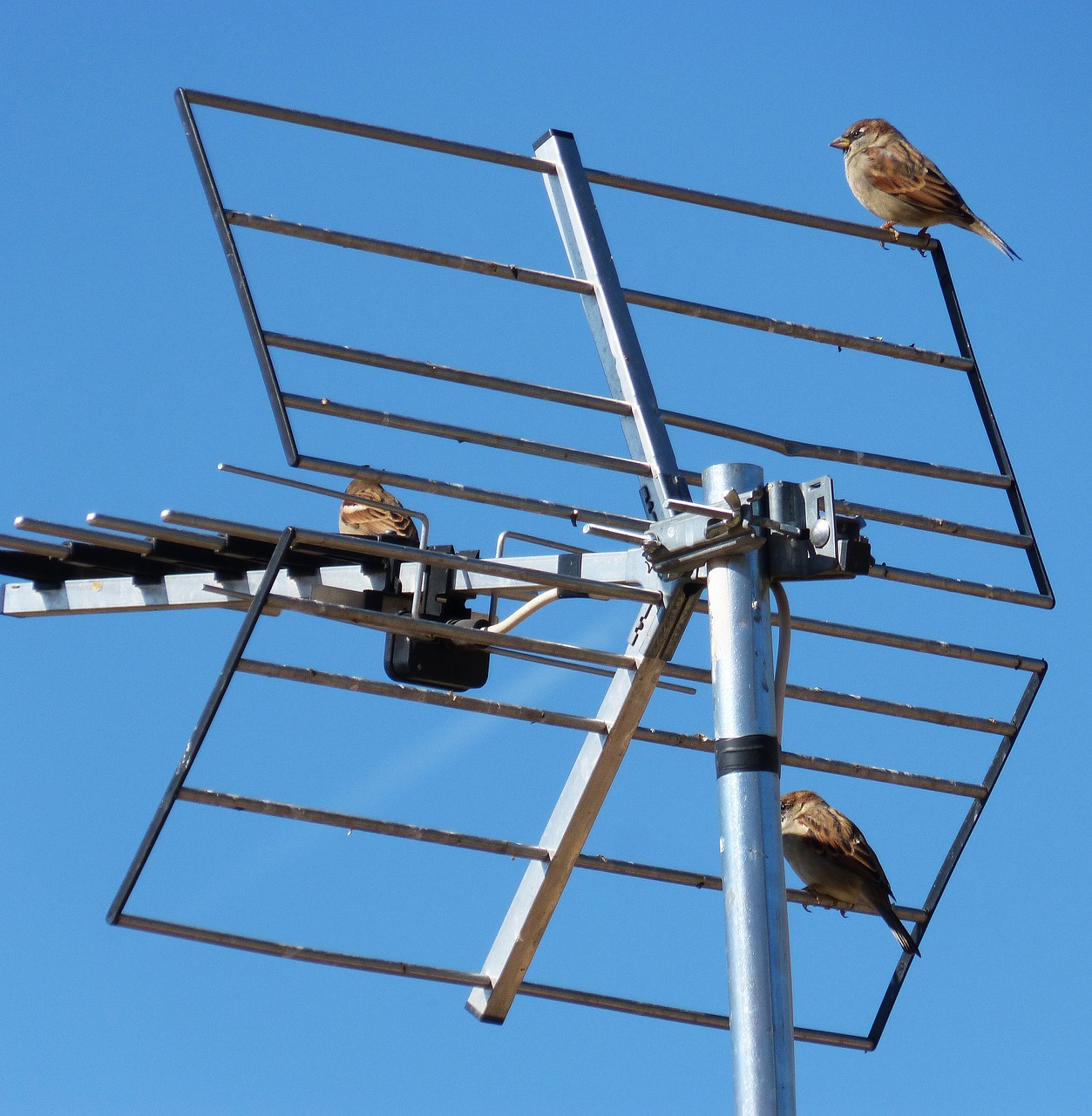 https://pixabay.com/photos/antenna-sky-sparrows-1001741/