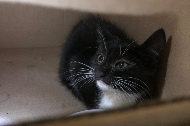 Abe the kitten who was rescued by Port Authority employees Abe the kitten who was rescued by Port Authority employees