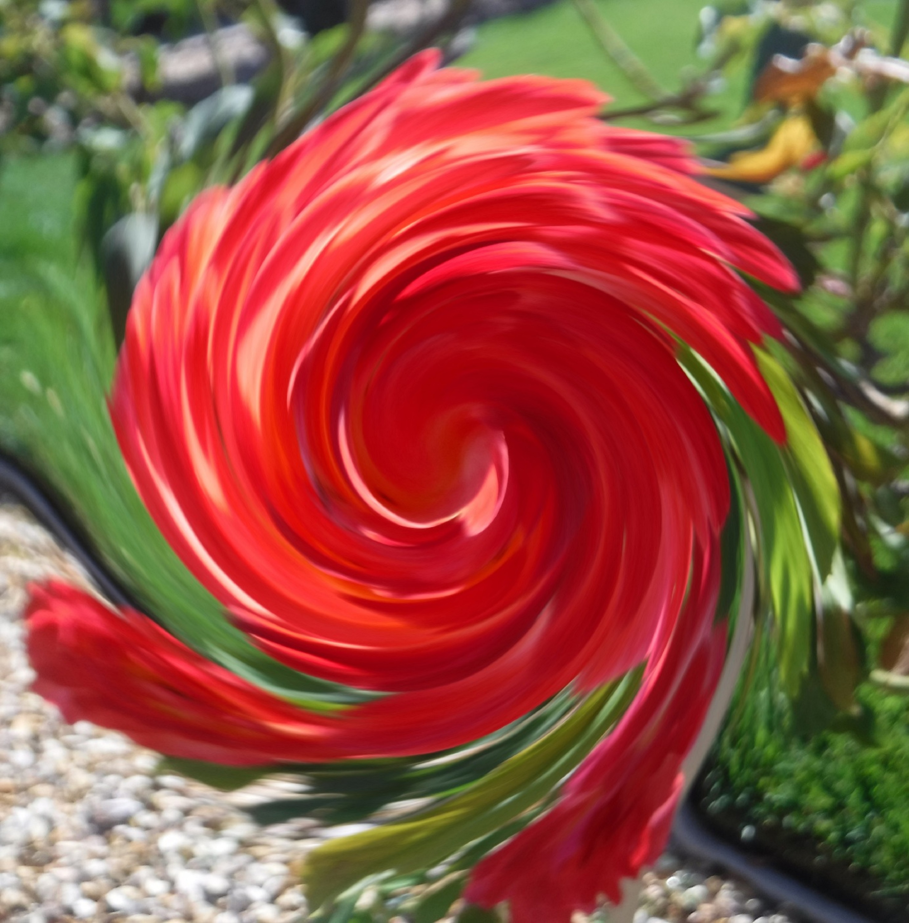 photo taken by me with swirl effect x 300 on LunaPic.com