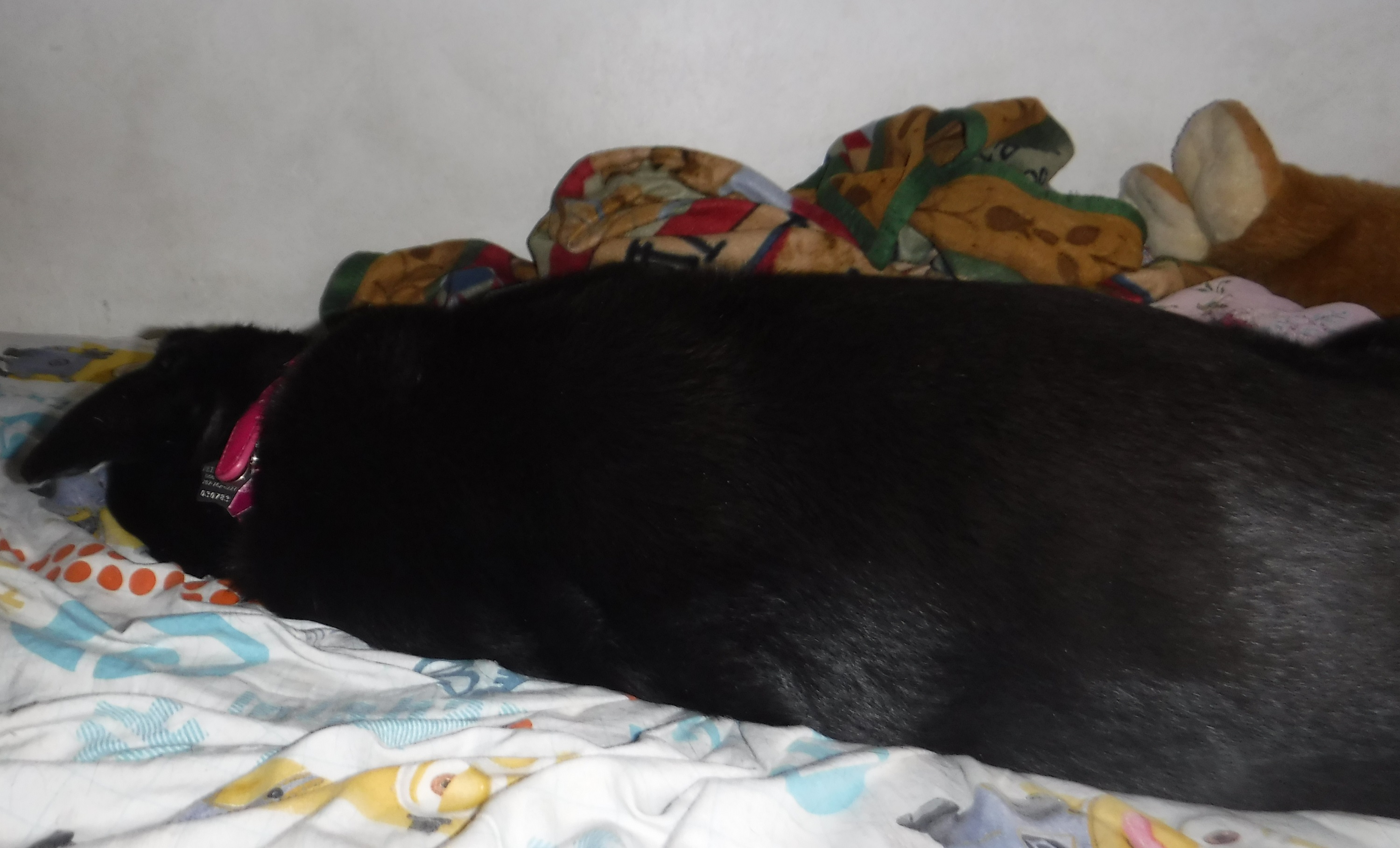 Photo I took of Angel on my bed Photo I took of Angel on my bed