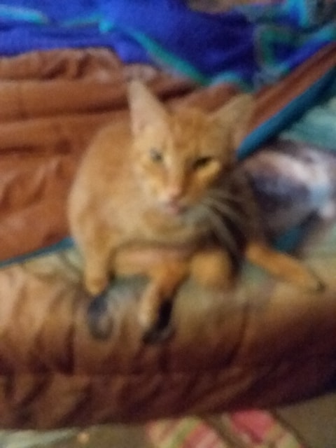Garfield 