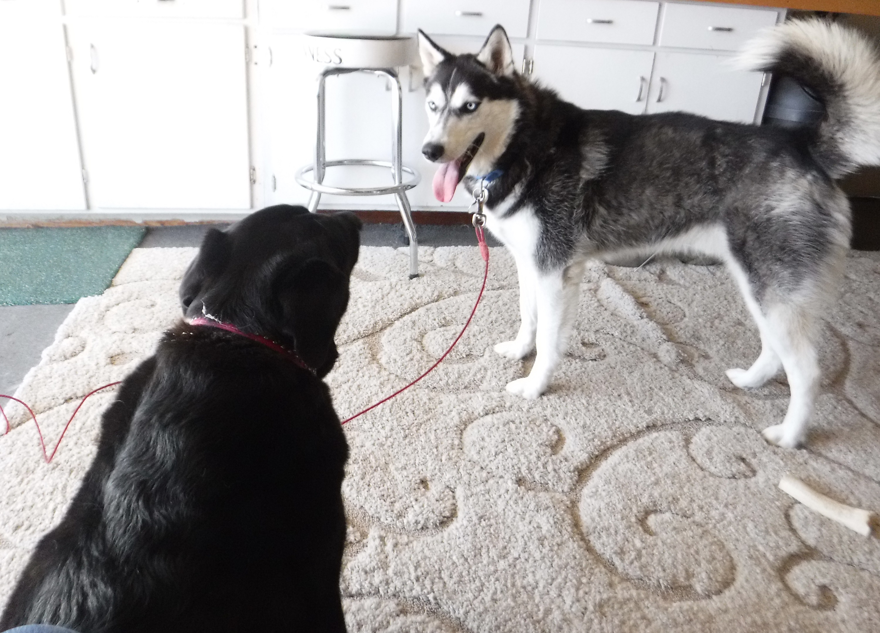 Photo I took of Angel and her friend the hyper puppy in the neighbor's garage Photo I took of Angel and her friend the hyper puppy in the neighbor's garage