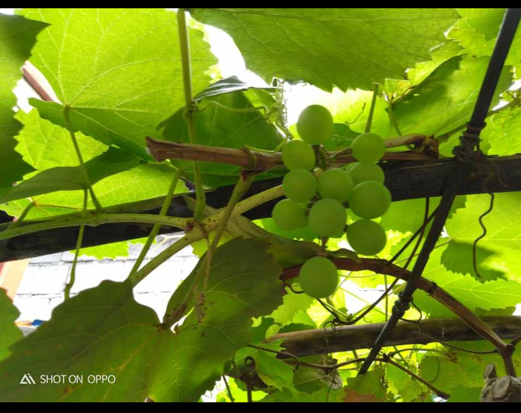 grapes grapes